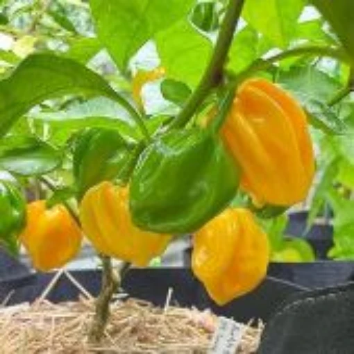 Scotch Bonnet Moa Yellow Pepper Seeds HP2526-10